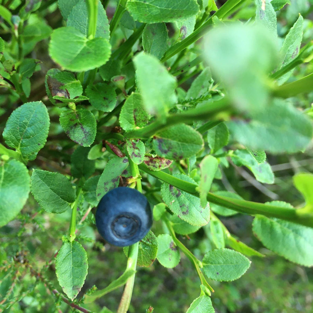 Some Mind Blowing Health Benefits of Bilberries
